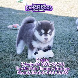 Kaylen - Blue male Pomsky puppy in Humeston, Iowa from M.A.R. Dogs