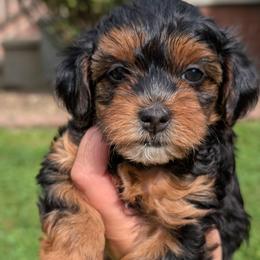 Friday - Black and tan female Yorkipoo puppy in Coshocton, Ohio from Forever Family Puppies