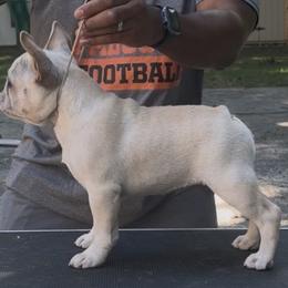French Bulldogs from Mojave Night French Bulldogs