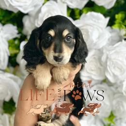 Buddy (green) - Black male Dachshund puppy in Palm Bay, Florida from Life With Mini Paws