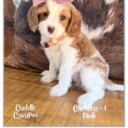 Carolina - Blenheim female Cavapoo puppy in Fort Lupton, Colorado from Puppy Paws Colorado