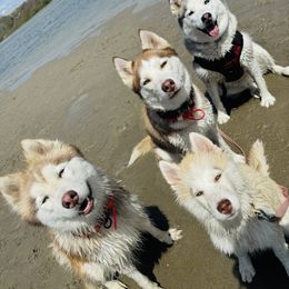 Siberian Husky Puppies from Young Orchard Siberians