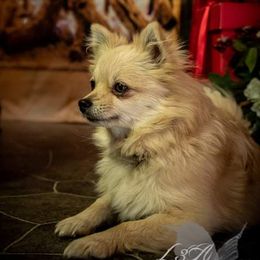 Piper - Pomeranian