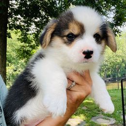 Tri boy - Black and tan male Pembroke Welsh Corgi puppy in Rochester, Indiana from Stacy’s Pembroke Welsh Corgis