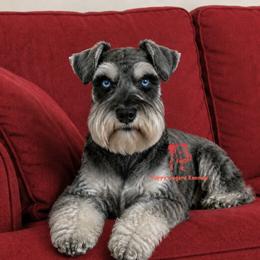 Peppa - Miniature Schnauzer