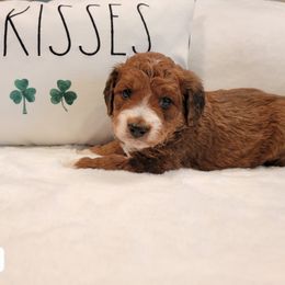 Bernedoodle and Sheepadoodle Puppies from Texas Hill Country Sheepadoodles & Bernedoodles