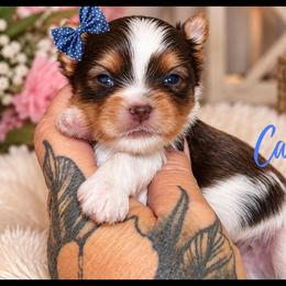 Casanova - Tan and white male Yorkshire Terrier puppy in Warren, Michigan from Danielle's Yorkie Babies