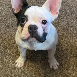 French Bulldog All Grown Up from Gibson Acres