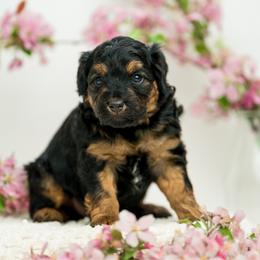 Mare Bear Mary - Black phantom female Aussiedoodle puppy in Cortez, Colorado from Sassy Pants Pups