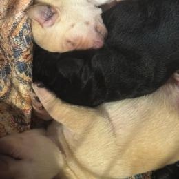 Boy 3 - Black male Labrador Retriever puppy in Centreville, Maryland from Barbihaus Kennels