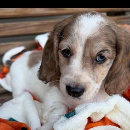Crunchy - Dapple male Dachshund puppy in Chillicothe, Ohio from Brittney's Doxie Den