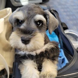 Miniature Schnauzer Puppies from Southpaw Schnauzers