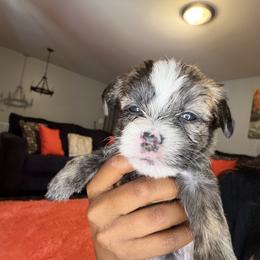 Shorkie Puppies from Sharlena Henderson
