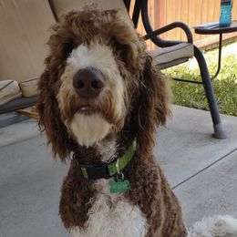 Goldendoodles from Lady’s Goldendoodles