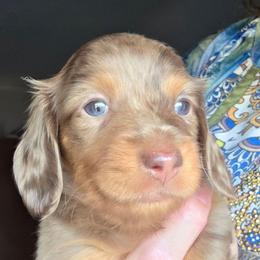 Emma's chocolate and tan dapple girl - Chocolate and tan female Dachshund puppy in Declo, Idaho from Dozendachs