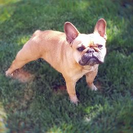 Millie - French Bulldog