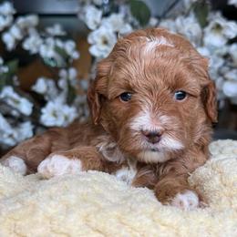 Zuma - Apricot female Goldendoodle puppy in Yuciapa, California from AlltheDoodlez_