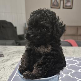 Jax - Phantom male Poodle puppy in Chandler, Arizona from Fabi Poodle