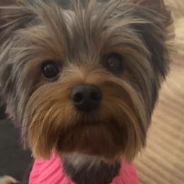 Yorkshire Terriers from Meredith Dalrymple