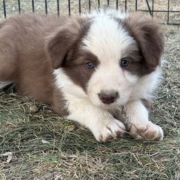 Emerald - White and red female Border Collie puppy in Hopedale, Ohio from Whipple Family Farms