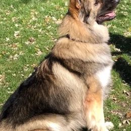 German Shepherds from Cascade King Shepherds