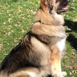 German Shepherds from Cascade King Shepherds