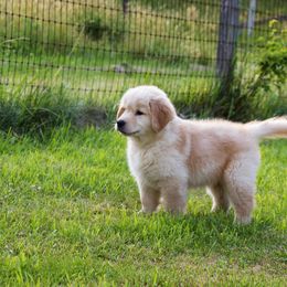 Golden Retriever Puppies from Honeysweet Goldens