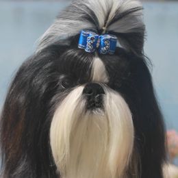 Shih Tzus from Autumn Shih Tzu