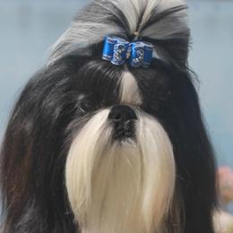 Shih Tzus from Autumn Shih Tzu
