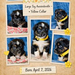 Yellow collar - Black tri-color female Aussiedoodle puppy in 32046, Florida from River Hill Ranch