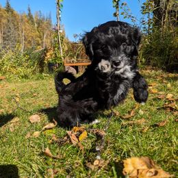 Aussiedoodle Puppies from Paisleys Doodles AK