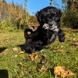 Aussiedoodle Puppies from Paisleys Doodles AK