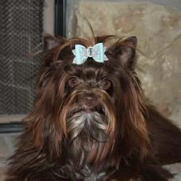 Harper - Yorkshire Terrier
