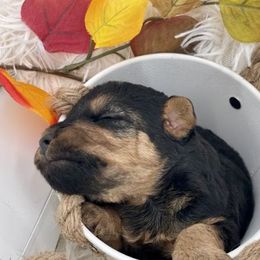 Airedale Terrier, Lakeland Terrier, and Welsh Terrier Puppies from Anne's Pups