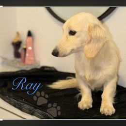 Ray - Dachshund