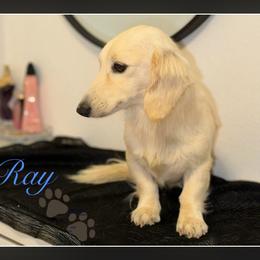 Ray - Dachshund