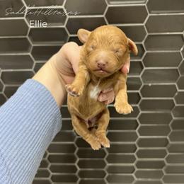Ellie - Red female Aussiedoodle puppy in Rienzi, Mississippi from Saddle Hill Farms