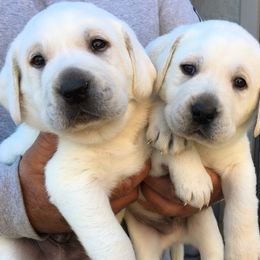 Golden Retriever and Labrador Retriever Puppies from Golden Hills Retrievers