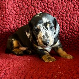 Dapple Boy - Dapple male Dachshund puppy in Giddings, Texas from Big Dream Acres