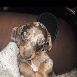 Dachshund Puppies from KCK9 Dachshunds