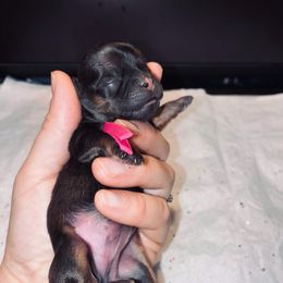 Lilly - Sable female Shih Tzu puppy in Kettering, Ohio from The Ruff Life Tribe