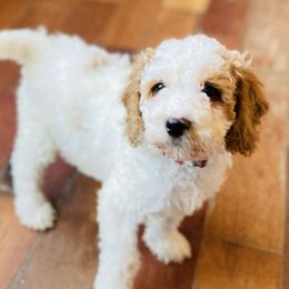 Goldendoodles from Posh Doodles of VA