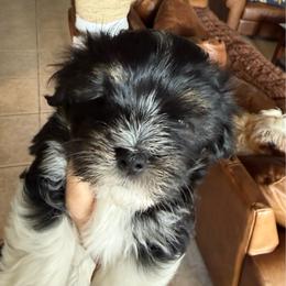 Vincent - Black and white male Havanese puppy in Apopka, Florida from Dunhill Havanese