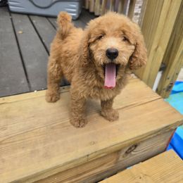 Chicken Nuggets - Apricot male Goldendoodle puppy in Fairfield, Ohio from McMoniDoodles