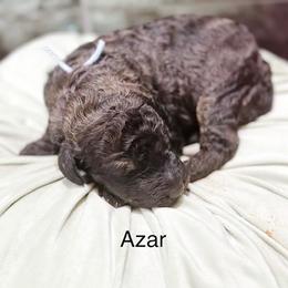 Azar - Chocolate male Goldendoodle puppy in Pasco, Washington from Camp Doodle Woods