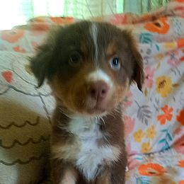 Australian Shepherd Puppies from Waggle Time Farms