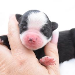 Black bi male - Black & white male Miniature Australian Shepherd puppy in Chickasha, Oklahoma from Rustic Lace