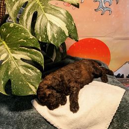 Poodle Puppies from Pantheon Poodles