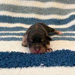 Reeses - Liver male Miniature Schnauzer puppy in Sterling, Idaho from Sterling Schnauzer's