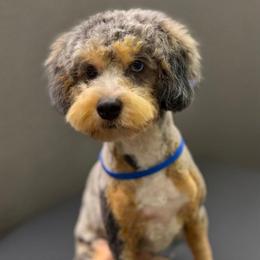 Brock - Merle male Cockapoo puppy in Lebanon, Kentucky from Mosaic Merle Doodles